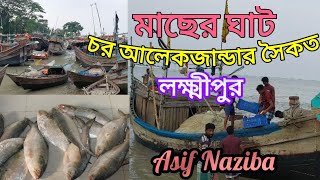 মাছের ঘাট চর আলেকজান্ডার | রামগতি লক্ষ্মীপুর | মেঘনা নদী | ইলিশের দেশ | আসিফ নাজিবা | Asif Naziba