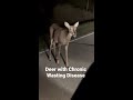 deer with cwd hunting