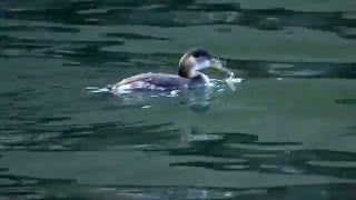 【新浦安の野鳥】東京湾のアカエリカイツブリRed-necked Grebe 冬羽（Ｈ27.12.8） 魚を食べていたよ。