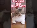 shorts【ショート動画】盲目猫のはるちゃんのチャームポイント