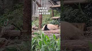 圓寶踏過滿地竹葉，一口也不打算吃 #圓寶 #panda #貓熊