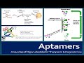 Aptamers: Structure, SELEX selection, Advantages, Disadvantages and Applications