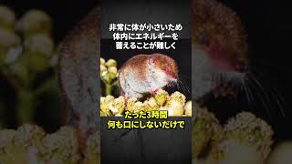 小さすぎて弱すぎるトウキョウトガリネズミ