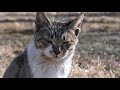 【釣り u0026猫動画】寒鮒釣りはほどほどに午後は猫レポート‼【魚くれくれ野良猫製作委員会】