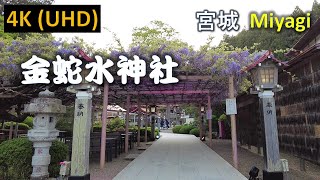 【4K】金蛇水神社 花まつり