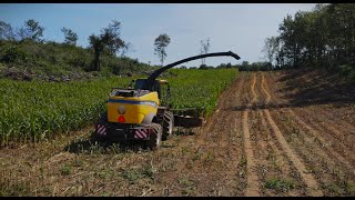 2024 Corn \u0026 Sudex Chopping | 4k