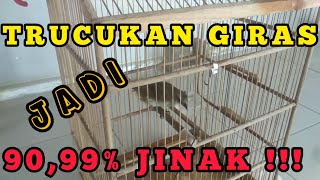 Cara Menjinakkan Trucukan Cucak Jawa Bahan yang Giras Jadi Jinak Lalat