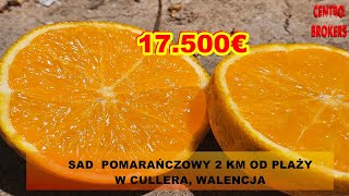 S P R Z E D A N Y - Sad pomarańczowy 2 km od plaży w Hiszpanii, Cullera