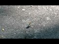 tiger beetle the fastest sprinter ハンミョウの疾走