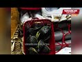 Foreign man arrested at KLIA for  smuggling rare baby crocodiles and turtles worth RM1.8 million