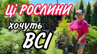 Ці РОСЛИНИ ЗАВЖДИ ЗАМОВЛЯЮТЬ.Їх хочуть ВСІ.