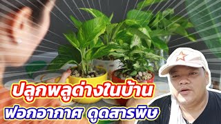 EP.63 วิธีปลูกพลูด่างในบ้าน ช่วยฟอกอากาศและดูดซับสารพิษ | ไร่คำกวี เกษตรอินทรีย์ วิธีพึ่งต้นเอง