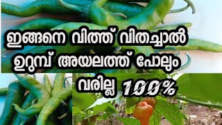 പച്ചമുളക് / കാന്താരി മുളക് കൃഷി// Green Chillies Cultivation// Red Chillies Cultivation