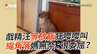 戲精汪等放飯嚶嚶叫　縮角落媽無奈：很委屈？｜寵物動物｜狗｜米克斯｜精選影片