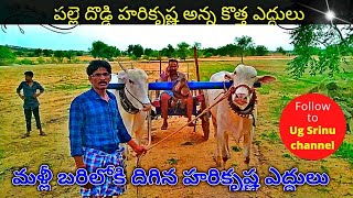 palledoddi harikrishna new bulls