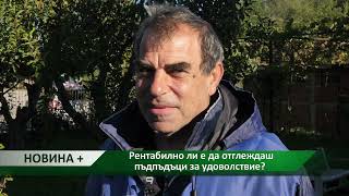 Новина плюс: Рентабилно ли е да отглеждаш пъдпъдъци за удоволствие?