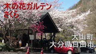 木の花ガルテンのさくら 【大分県日田市】（大山町）2020.04.01