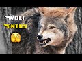 Wolf vs Osman Bey || dengeruos scene || Wolf Attack || MA EDITX #kurulusosman