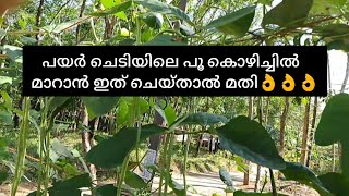 പയർ ചെടിയിലെ പൂ കൊഴിച്ചിൽ തടയാം 👌How to control the inflorescence die back in vegetable