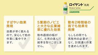 新規水稲用中後期除草剤　ロイヤント™乳剤の除草効果