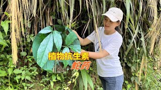 被誉为“植物抗生素”的三叶青，根部价值很是珍贵，您认识吗？