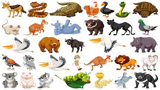 Wild animal name |Animal name for kids | our animals| जानवरों के नाम जानें