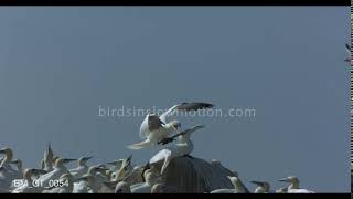 Gannet dives down to attack another - birdsinslowmotion.com