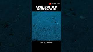 Flatfish, Best Camouflage Fish, Start Life As A Normal-Shaped Fish