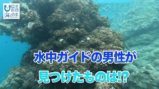 海の魅力を子どもたちに発信　水中ガイドの男性が見つけたものは 日本財団 海と日本PROJECT in ながさき 2020 #28