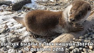 Выпуск выдры в Парк хищных зверей 14 февраля 2018 г.