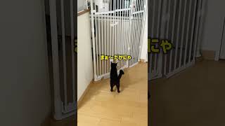 ご飯前に必ず始まる大運動会！ #猫 #猫動画  #猫のいる暮らし  #猫の日常 #日常