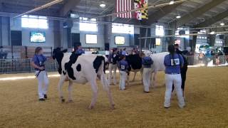 4H \u0026 FFA Fair 2013 - Dairy Breed Show