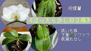 2023年3月16日　胡蝶蘭　頂いたほったらかしの３株　葉がシワシワ　頂点に小さな新芽🌱　根腐れなし　管理方法　《乾かしぎみ》とは　マンニー ’アルバ’ 原種