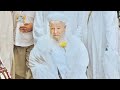 Shaykh Mahmud Efendi visiting Masjid al-Nabawi with 50,000 students