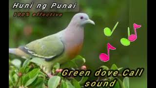 Green Dove Punai CaLL Sound