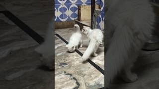 Kitto or kitto ki 👯‍♀️ dost #funny #comedy #prank #memes #love #fun #cat #pets #kitten