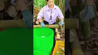 teknik keren petani potong bambu muda #shorts