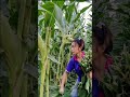 Corn Farming Techniques #satisfying #shot