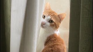 窓の外を見つめる見返り美人猫【背中にハートがある猫】