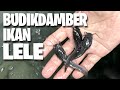 BUDIKDAMBER Ikan Lele | SHARING