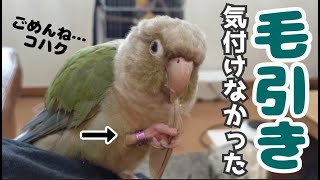 【ウロコインコの毛引き】見えない場所で気付けなかった…〔Green cheek conure feather-plucking〕