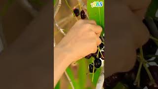 জাম ফল / jamun froot / আল্লাহ তায়ালার নেয়ামত / Alhamdulillah (absgroup) #froot #jamun