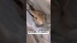 癒し系うさぎが飼い主を起こしにきました