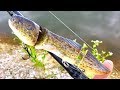 Undeveloped BullFrog Tadpole Lure | One Day Build to Catch