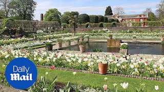 12,000 beautiful flowers planted in memory of Princess Diana - Daily Mail