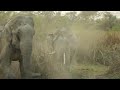 absolutely epic indian elephant fight