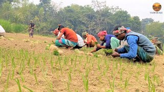 ১ বিঘা জমিতে হালি পেঁয়াজ রোপন করতে কত টাকা খরচ করলেন কৃষক জাহাঙ্গীর ভাই I হালি পেঁয়াজ রোপন