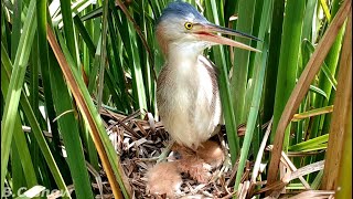 Newly Hatched Baby Bird Can not Eat Big Food | Yellow Bittern Bird