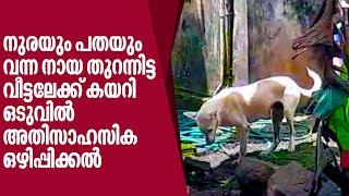 നുരയും പതയും വന്ന നായ തുറന്നിട്ട വീട്ടിലേക്ക് കയറി.ഒടുവില്‍ അതിസാഹസിക ഒഴിപ്പിക്കല്‍ | Dog | Rabies