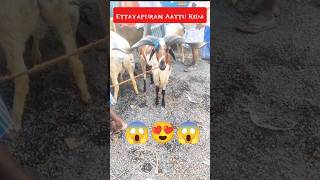 😯😯😳 அடேங்கப்பா எவ்ளோ பெரிய கொம்பு😍😍 #goat #sheep #ettayapuram #goatmarket #farming #trending #shorts